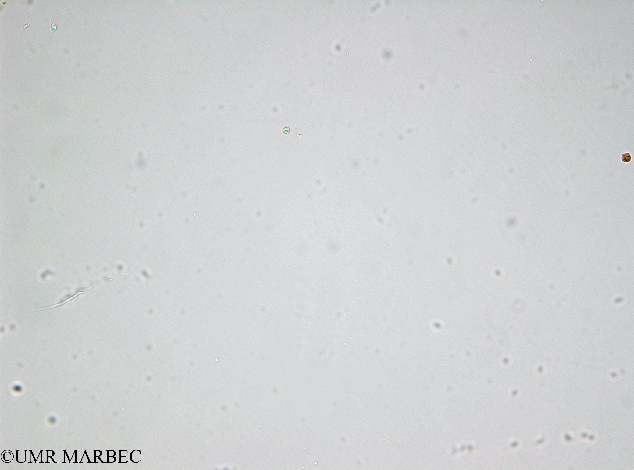 phyto/Bizerte/bizerte_lagoon/RISCO April 2014/Pyramimonas sp1 (Microflagellé 5 - 140730_001)(copy).jpg